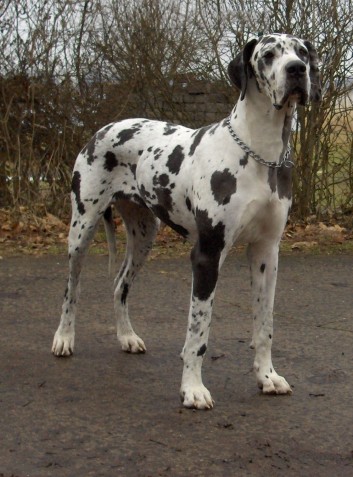 odin