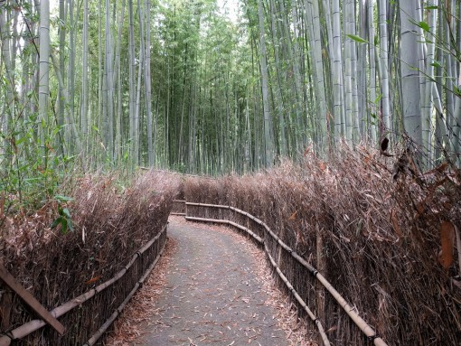 osaka bamboo