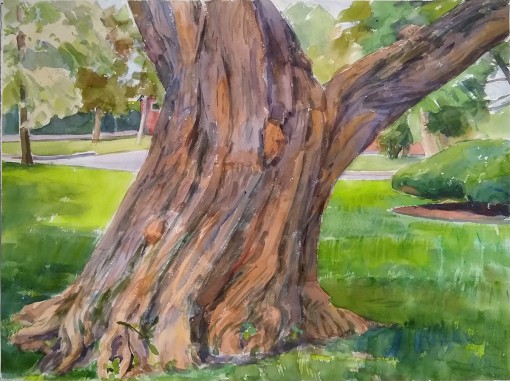 Tree Trunk on Lawrenceville Cammpus